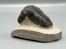 Asaphus Intermedius Trilobite In Matrix Fossil