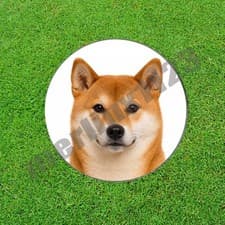 Red Urajiro Shiba Inu Dog Golf