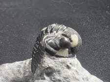 Enrolled Phacops Trilobite Fossil Devonian Genuine