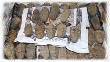 Lot Of Trilobite Fossil Millions Years