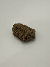 Calymene Trilobite Real Fossil 2.25” #18
