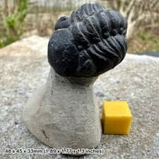 Reedops Trilobite Fossil Devonian Morocco Genuine