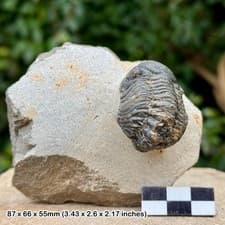 Reedops Fossil Trilobite Devonian Laatchana Jbel