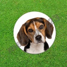 Tricolor Beagle Dog Golf Ball Marker