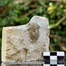 Scutellum Grade Fossil Trilobite Lower Devonian