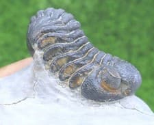 Nice Morocops Trilobite Fossil From Morocco