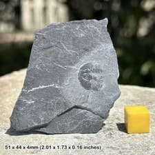 Elrathia Trilobite Fossil Genuine Specimen Cambrian