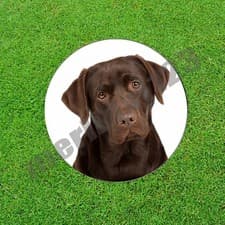 Chocolate Labrador Retriever Lab Dog Golf