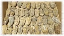 25 Natural Trilobite Fossils 500 Million