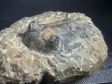 Hollardops Trilobite Fossil Devonian Morocco Ancient