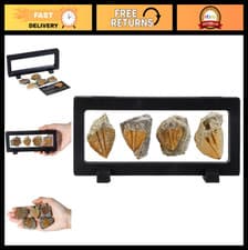 Trilobite Tail Fossil Kit With Display