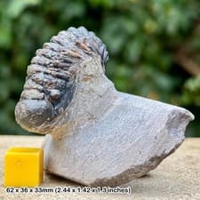 Crotalocephalina Gibba Trilobite Fossil Devonian Morocco