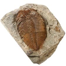 Zonzxcv Trilobite Fossil Real Fossils Come