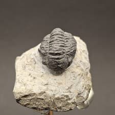 Gerastos Trilobite Fossil On Matrix Devonian
