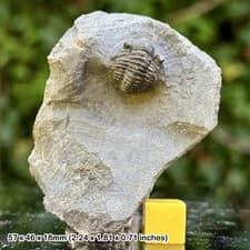 Gerastos Fossil Trilobite Middle Devonian Issoumour