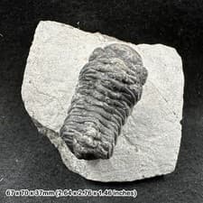 Reedops Trilobite Fossil Laatchana, Devonian Jbel