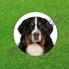 Tricolor Bernese Mountain Dog Golf Ball