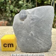 Elrathia Trilobite Fossil Genuine Cambrian Marine