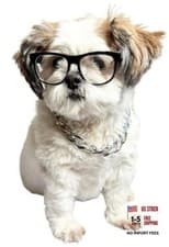 C16 Dog Pet Cat Costume Set