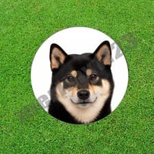 Black Tan Urajiro Shiba Inu Dog