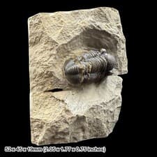 Gerastos Trilobite Fossil Middle Devonian Morocco