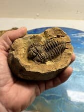 Calymene Tribolite Fossil