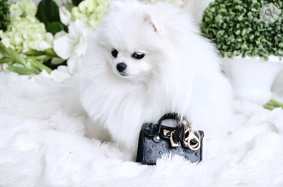 NEW! Luxury Mini Pet Handbag Black Ostrich Keychain pet treat holder accessory