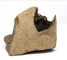 2" Metacanthina Trilobite Fossil Devonian Morocco