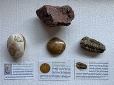 Bundle Trilobite Fossil Clam Sand Dollar