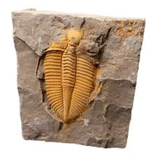 Jianeexsq Real Trilobite Fossil From Hunan