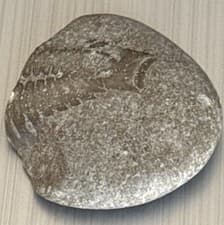 Trilobite Fossil Parial In Matrix Cambrian