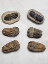 Fossilized Trilobites Lot Morroco Real, Nice