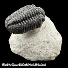 Eldredgeops Rana Trilobite Fossil Devonian Morocco