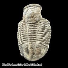 Asaphiscus Wheeleri Trilobite Fossil Cambrian Utah