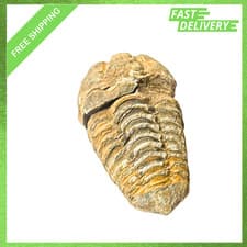 Large Trilobite Fossil, Genuine Moroccan Trilobite