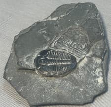 Elrathia Kingii Trilobite Fossil Wheeler Shale