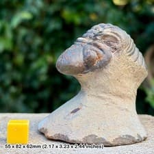 Reedops Trilobite Fossil Devonian Jbel Mrakib